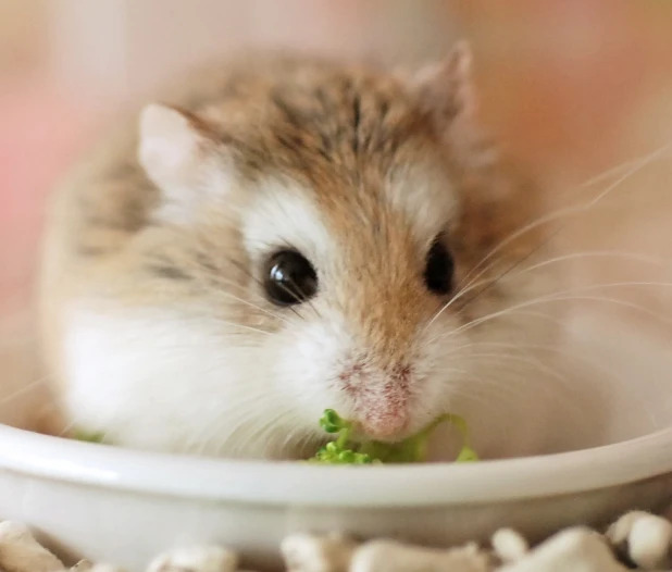 Hamster