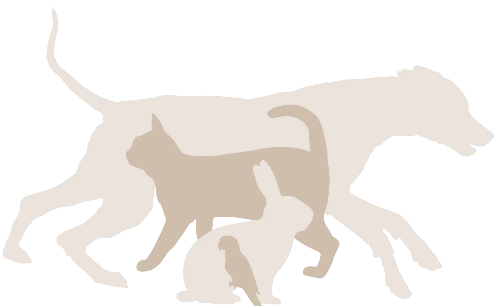Dog and Cat